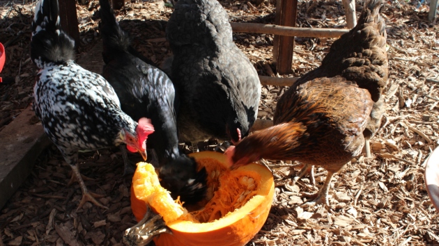 Chickens eating a pumpking
