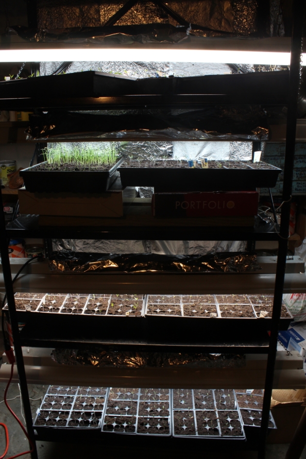 seedling trays under grow lights