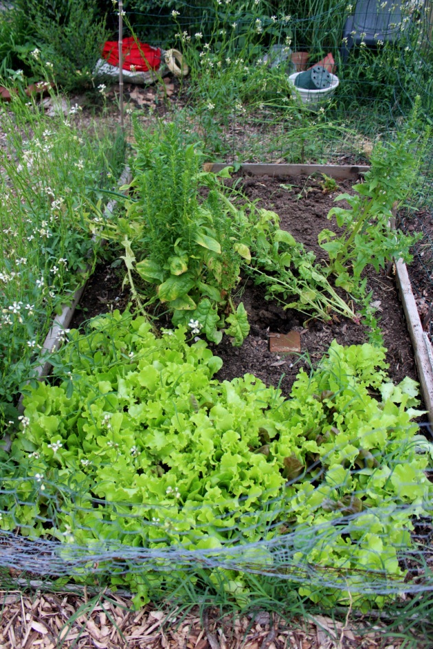 These salad greens have been going strong for several weeks. The spinach toward the back of the bed bolted and is setting seed.