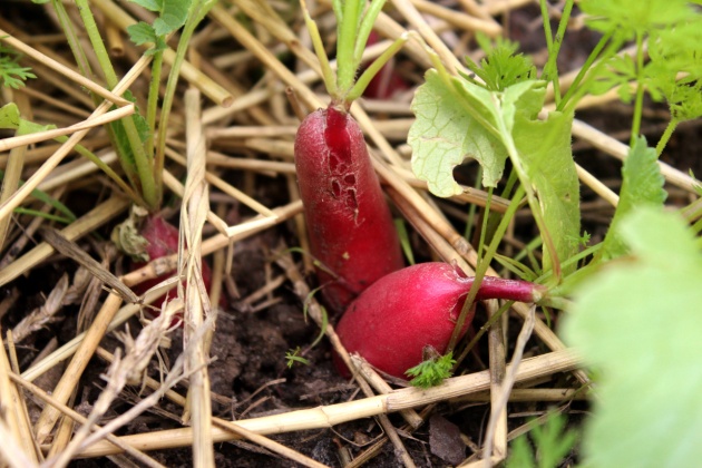 Got these French breakfast radishes planted right in time, they're starting to get pretty spicy now that summer weather caught up with us.