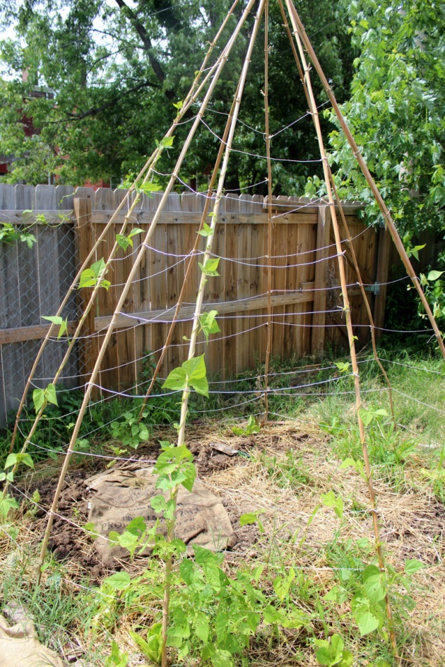 Some of the Italian pole beans we planted did succumb to pest damage, so we've replanted to try to fill in the teepee trellis.
