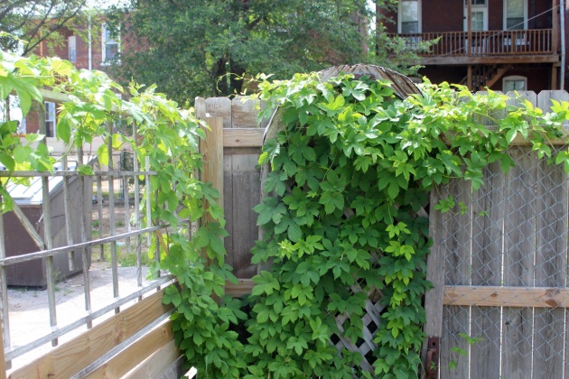 The hops along the front corner are doing well this year, their second year in this location. 