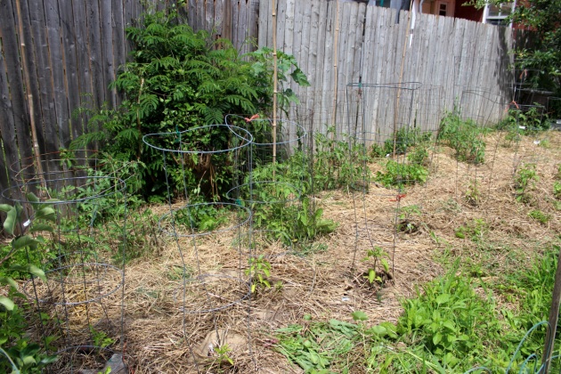 The tomatoes, peppers, and herbs are thriving in the back section. Thanks to some burlap and straw, the grass isn't too bad back there.