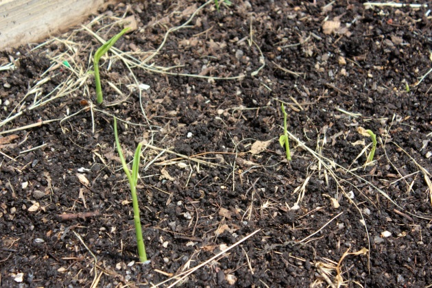 The ginger we planted is starting to sprout.