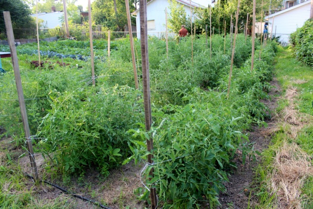 We're trellising our tomatoes using the Florida weave this year- our first time using this method.  Using stakes every 2-3 plants, you wrap tomato twine around the plants as they grow. I like it so far, but you have to keep up with it!