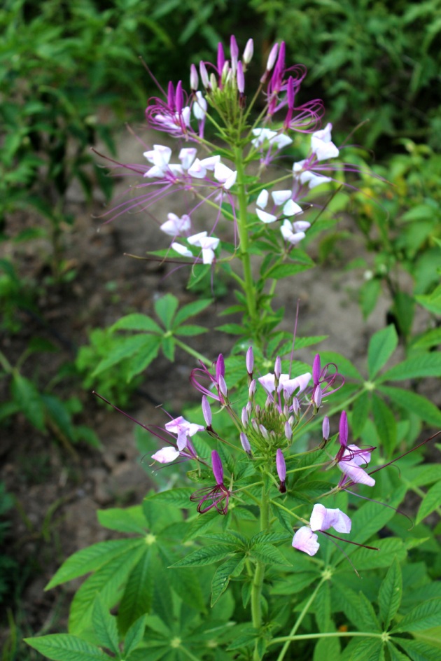 This is Eric's favorite flower, cleome. We like to interplant lots of flowers in our garden plots. Not only are they beautiful and make great cut flowers for bouquets, but they attract beneficial pollinators, too!