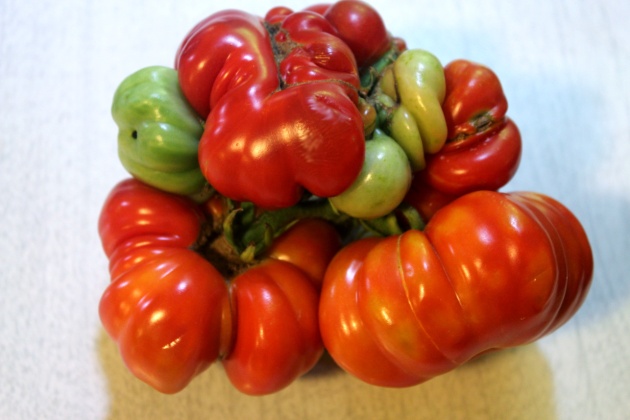 Speaking of tomatoes, here's our first ripe batch of Genovese tomatoes, one of our favorite heirlooms. They usually grow singly, but it sure is fun when they grow in big bunches like this one!