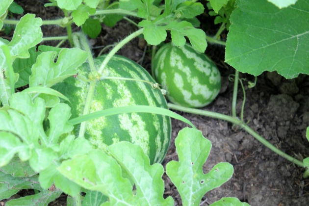 Also lots of melons! We planted watermelons and cantaloupe this year.