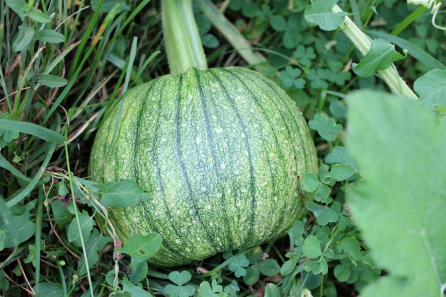 Here's another gourd growing in our garden- pumpkins. We selected varieties good for cooking and carving.  