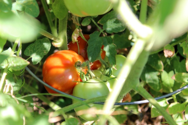 Tomatoes are ripening!