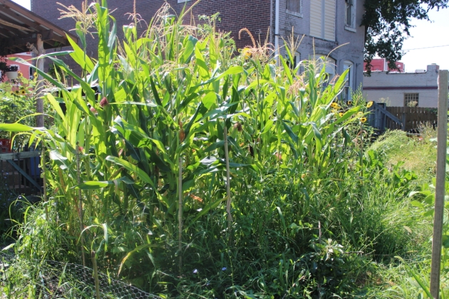 Popcorn is thriving in the tilled middle section of the garden.