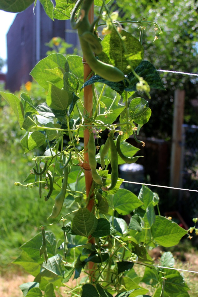 Pole beans growing