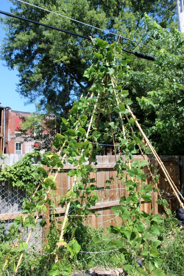 The teepee trellis sits in the southwest corner of the lot, which we dug out by hand. It's planted with more pole beans.