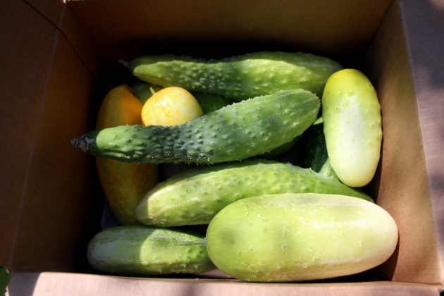 Lemon, Japanese, and pickling cucumbers