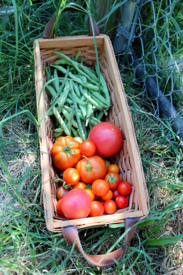 Mid-week tomato and bean harvest