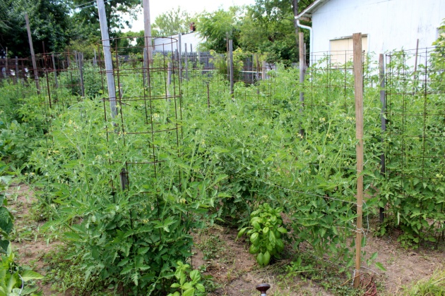 July 4th. Tomato plants.