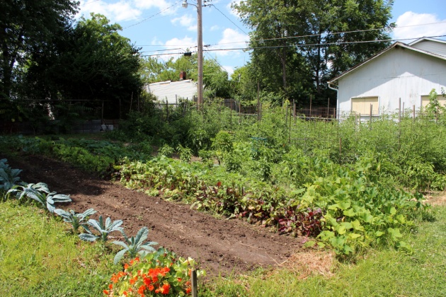 July 10th. Lacinato kale and nasturtium, two rows seeded with carrots, beets and wild gourd, peppers, tomatoes